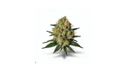 A Candy Apple Cannabis bud from Ganjacy.com