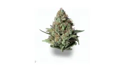 A Candy Dream Cannabis bud from Ganjacy.com