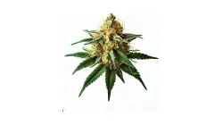 Cheese cannabis bud from Treez on Deck Pattaya on Ganjacy.com