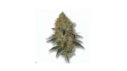 A Cheetah Piss Cannabis bud from Ganjacy.com