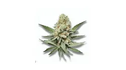 A Deluxe Sugar Cane Cannabis bud from Ganjacy.com