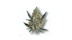 A Designer Runtz Cannabis bud from Ganjacy.com