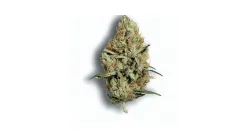 A Dirty Taxi Cannabis bud from Ganjacy.com