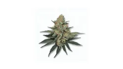 A Dutch Treat Cannabis bud from Ganjacy.com