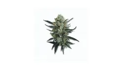 A Forbidden Blueprint Cannabis bud from Ganjacy.com