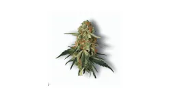 A Forbidden Fruit Cannabis bud from Ganjacy.com