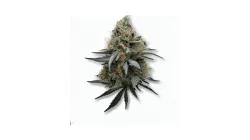 A Forbidden Widow Cannabis bud from Ganjacy.com