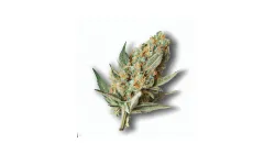 A Fritter Glitter Cannabis bud from Ganjacy.com
