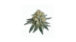 A GG4 Cannabis bud from Ganjacy.com