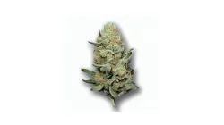 A Garlic Jelly Cannabis bud from Ganjacy.com