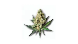 A Gas Basket Cannabis bud from Ganjacy.com