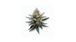 A Ghost Dream Cannabis bud from Ganjacy.com