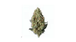 A Goudaberry Cannabis bud from Ganjacy.com