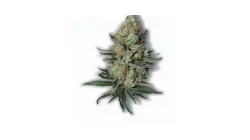 A Grand Daddy Bay Cannabis bud from Ganjacy.com