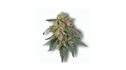 A Jealousy Pie Cannabis bud from Ganjacy.com