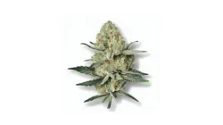 A Lemon Shining Silver Haze Cannabis bud from Ganjacy.com