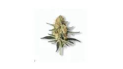 A Mimosa x Orange Punch Cannabis bud from Ganjacy.com
