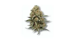 An Old School Haze Cannabis bud from Ganjacy.com