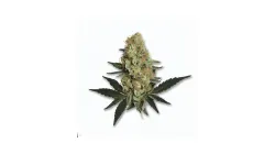 An Oreoz Cannabis bud from Ganjacy.com