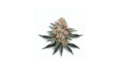 A Pink Panties Cannabis bud from Ganjacy.com