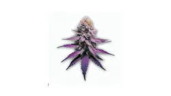 Purple Pineapple cannabis bud from Smokers cannabis resort Pattaya on Ganjacy.com