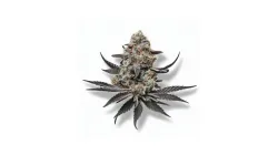 A Purple Queen Cannabis bud from Ganjacy.com