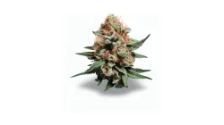 A Red Chilli Truffle Cannabis bud from Ganjacy.com