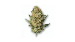 A Runtz Cali Cannabis bud from Ganjacy.com
