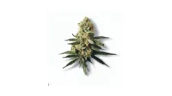 An S-Class Cannabis bud from Ganjacy.com
