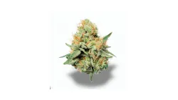 A Sherbet Punch Cannabis bud from Ganjacy.com