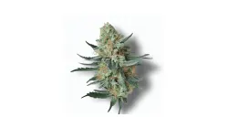 A Sour Diesel Cannabis bud from Ganjacy.com