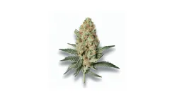 A Sun Lounger Cannabis bud from Ganjacy.com