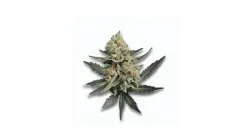 A Tally Mon Cannabis bud from Ganjacy.com
