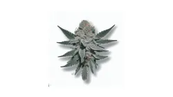 Example of Velvet Moon cannabis available for order on Ganjacy.com