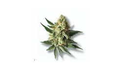 A Wet Ass Pussy Cannabis bud from Ganjacy.com
