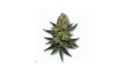 A Wild OG Cannabis bud from Ganjacy.com