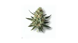 A Zkittlez Cannabis bud from Ganjacy.com