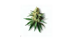 Green Crack at Ganjacy.com