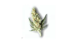 Example of Pulp Friction cannabis available for order on Ganjacy.com