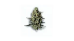 A Chemdawg Cannabis bud from Ganjacy.com