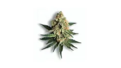 A Creme Brulee Cannabis bud from Ganjacy.com
