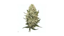 Order Diesel cannabis at Ganjacy.com