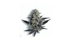 A Grand Daddy Purple Cannabis bud from Ganjacy.com