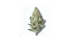 Order Ice cream cannabis at Ganjacy.com