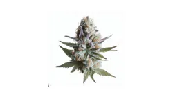 Order Lilac Diesel cannabis at Ganjacy.com