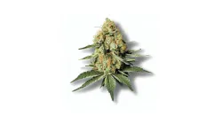 A Marathon OG Cannabis bud from Ganjacy.com