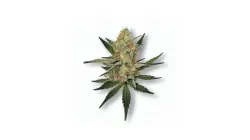A Miss X Cannabis bud from Ganjacy.com