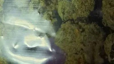 Maui Wowie from 420 Medical Cannabis Dispensary