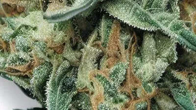 A Wedding Cake Cannabis bud from Ganjacy.com