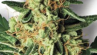 Area 41  Cannabis buds from Happy Smile Cannabis Cafe Pattaya on Ganjacy.com